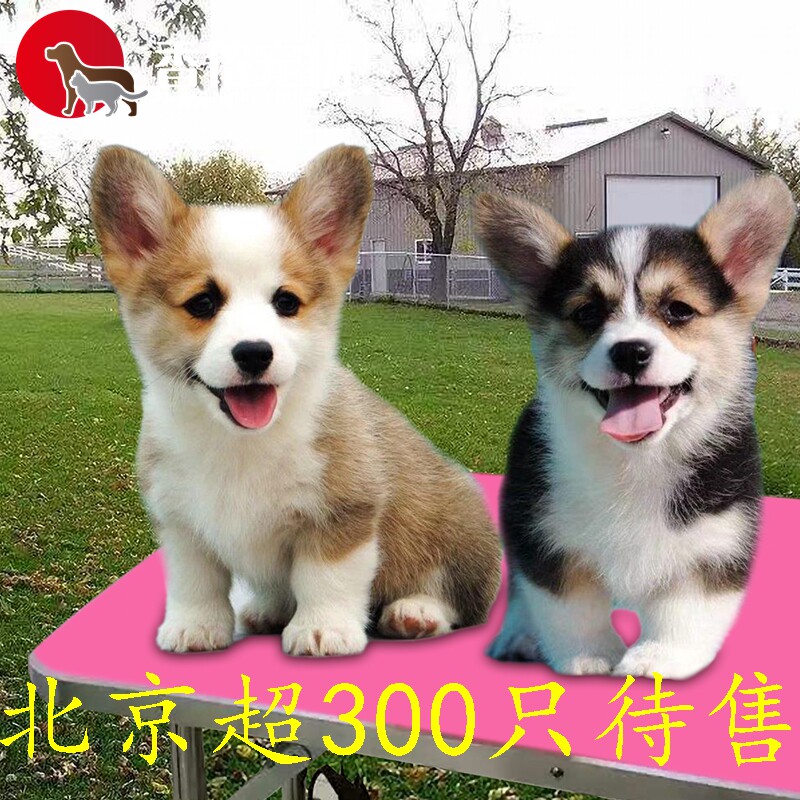 300多只待售北京实体宠物市场 威尔士柯基犬 活体宠物幼犬小短腿