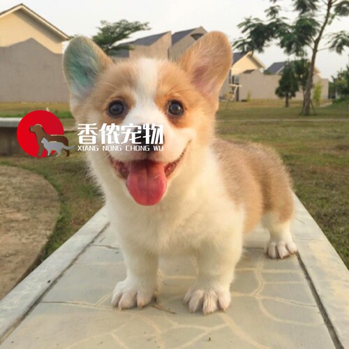 威尔士短腿出售三色活体柯基犬