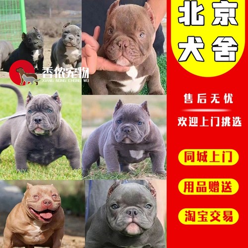幼崽活体北京可上门美国恶霸犬