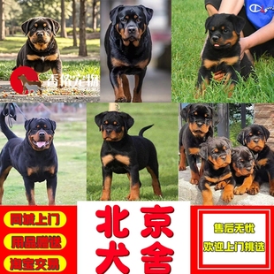 罗威纳犬纯种幼犬  罗威那杜宾德牧等警犬双血统赛级北京犬舍上门
