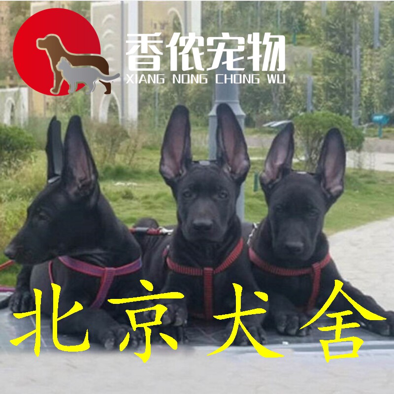 黑狼犬幼犬纯种纯黑色中华巨型墨狗狗