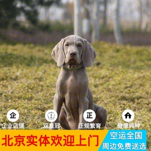 德国魏玛猎犬威玛犬活体宠物狗狗北京出售西施狗幼崽北京犬舍