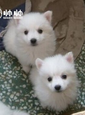 纯种银狐博美比熊活体萨摩耶幼犬