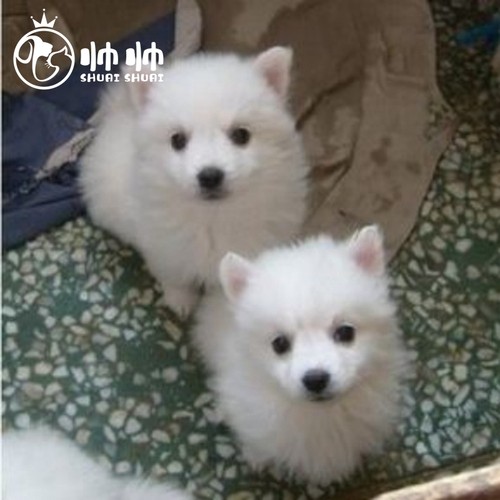 纯种银狐博美比熊活体萨摩耶幼犬