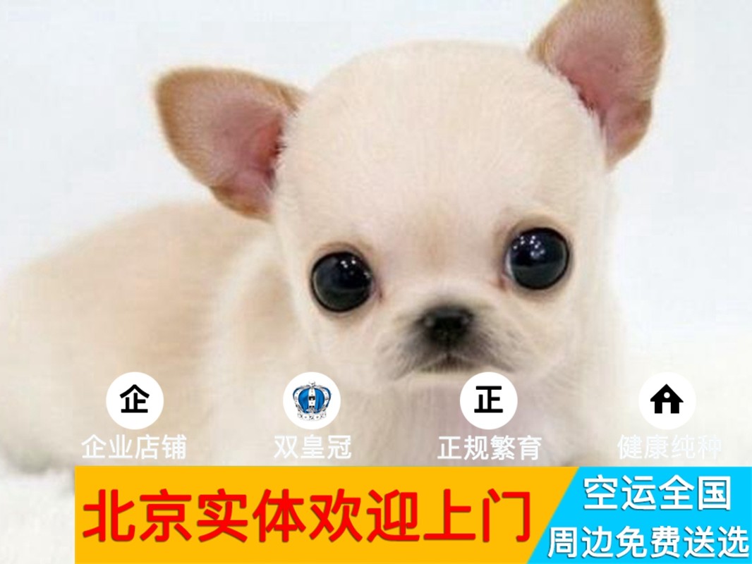 迷你博美泰迪比熊小鹿朝阳实体店图片