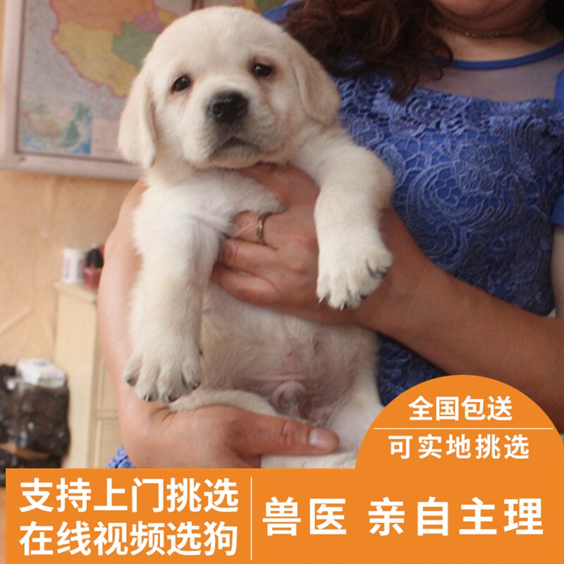 狗舍纯种拉布拉多金毛幼犬宠物狗图片