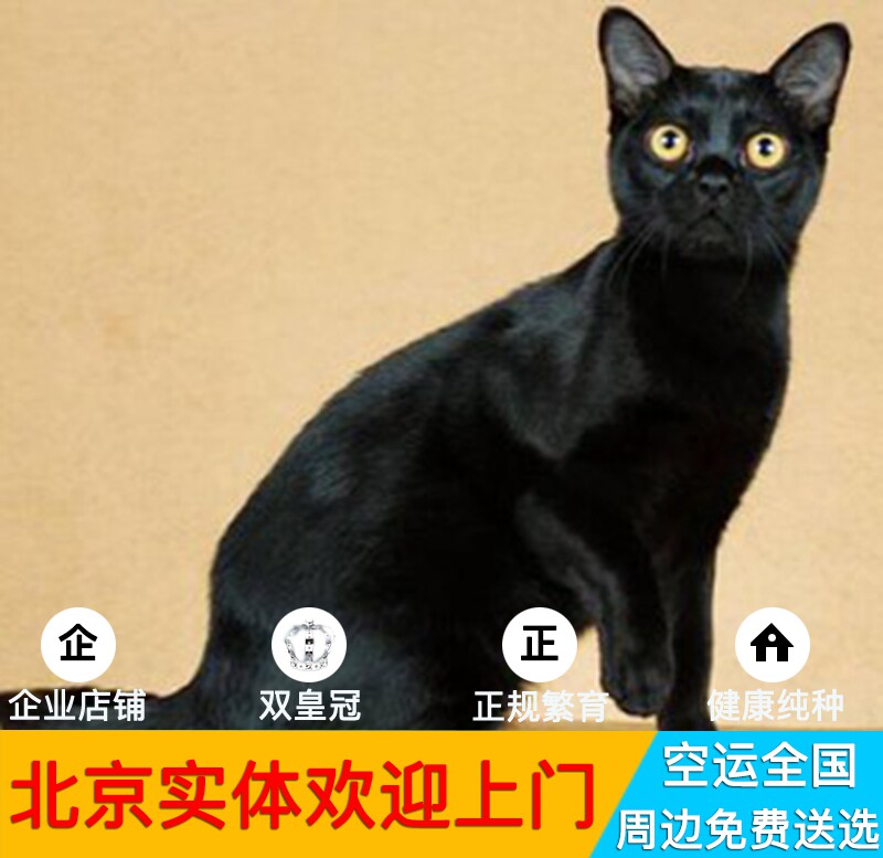 英短金渐层猫咪活物活幼体宠物猫折耳猫纯种可爱小孟买小黑豹布偶