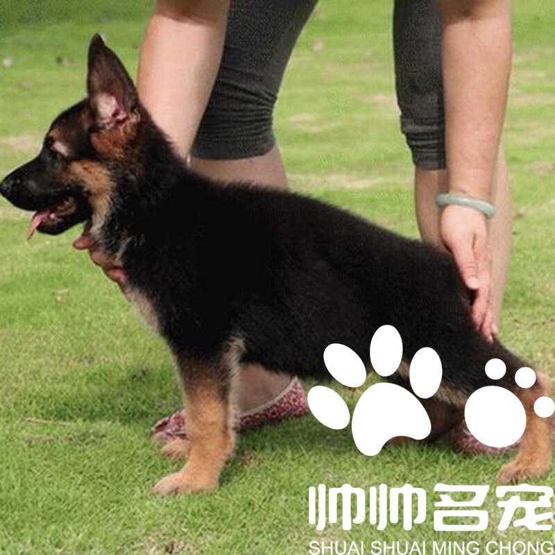 德牧幼犬狼狗赛级德国黑贝弓背牧羊犬警犬大型犬家养北京犬舍