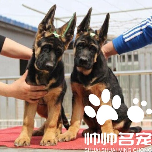 德牧活体上海繁殖基地德国牧羊犬