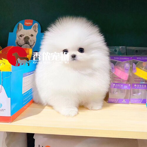 白色博美赛级双血统爆毛俊介犬