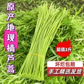 主播现摘芦蒿藜蒿泥蒿黎蒿杆子去叶去老根净菜新鲜蔬菜野菜柳蒿芽