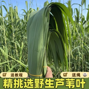 精选纯天然野生现摘新鲜粽叶芦苇叶包粽子的叶子非箬叶苇叶