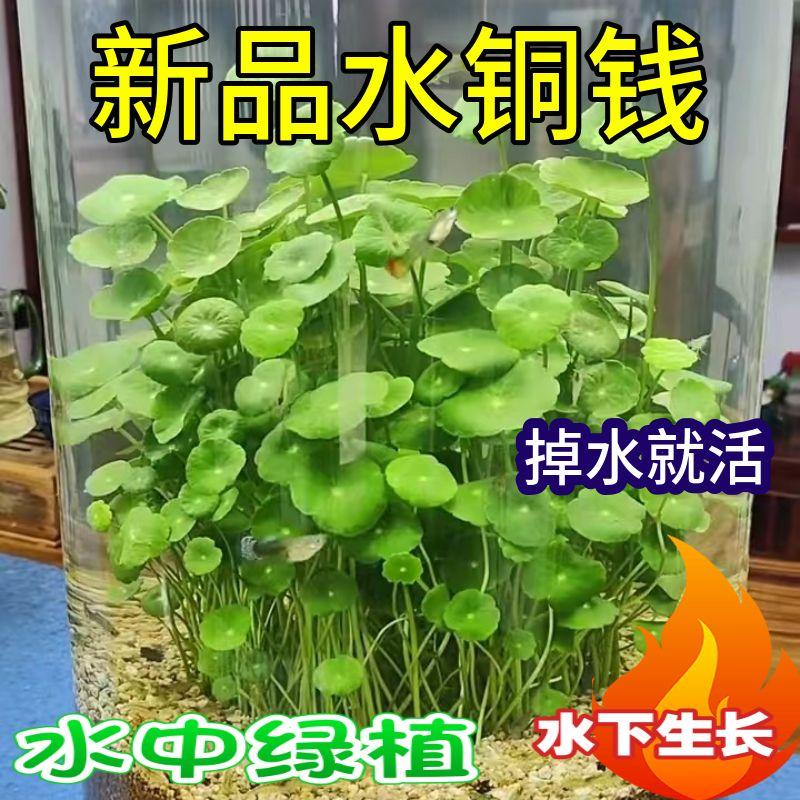铜钱草净化水质四季好养