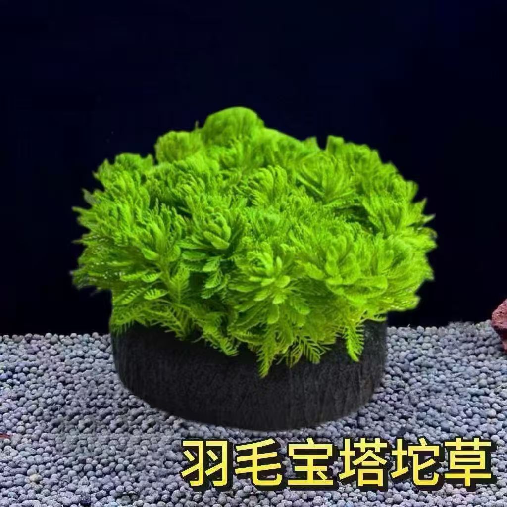 宝塔羽毛水草淡水增氧新手易养