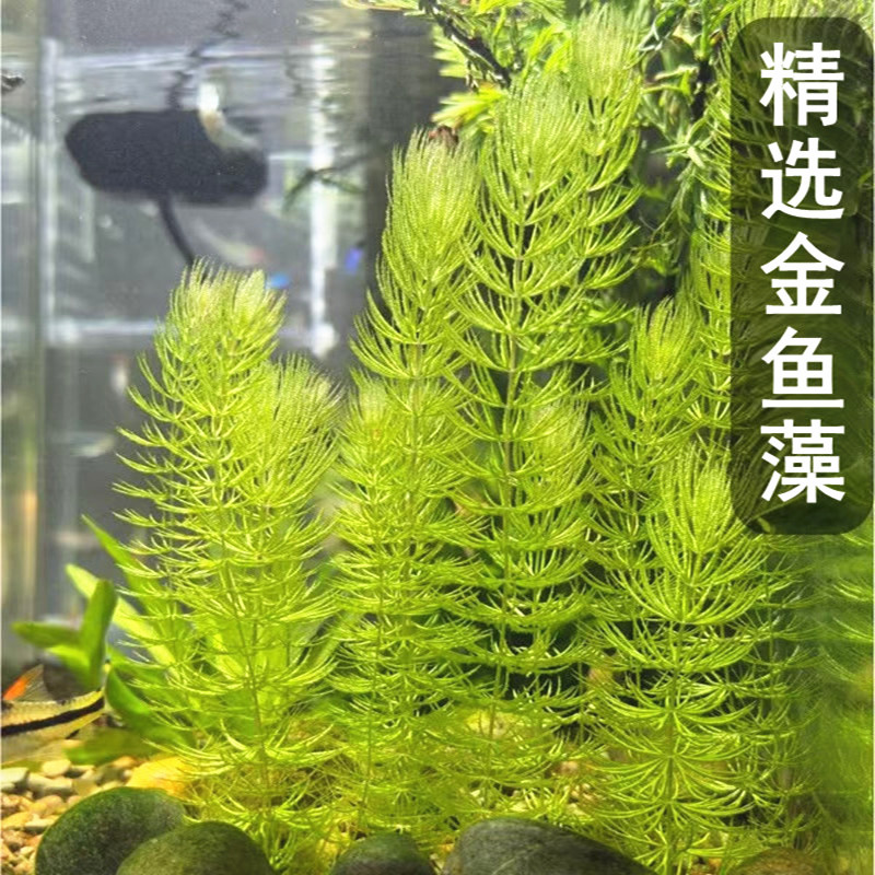鱼缸水质稳定剂增氧净化水水草