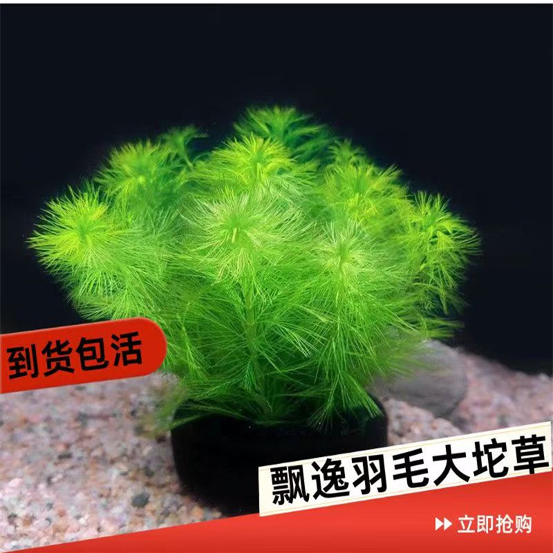 宝塔坨草鱼缸净水新手无需二氧化