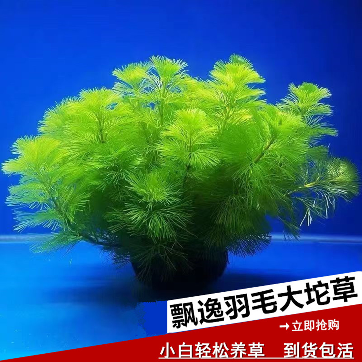 羽毛草水草坨草鱼缸造景装饰摆件