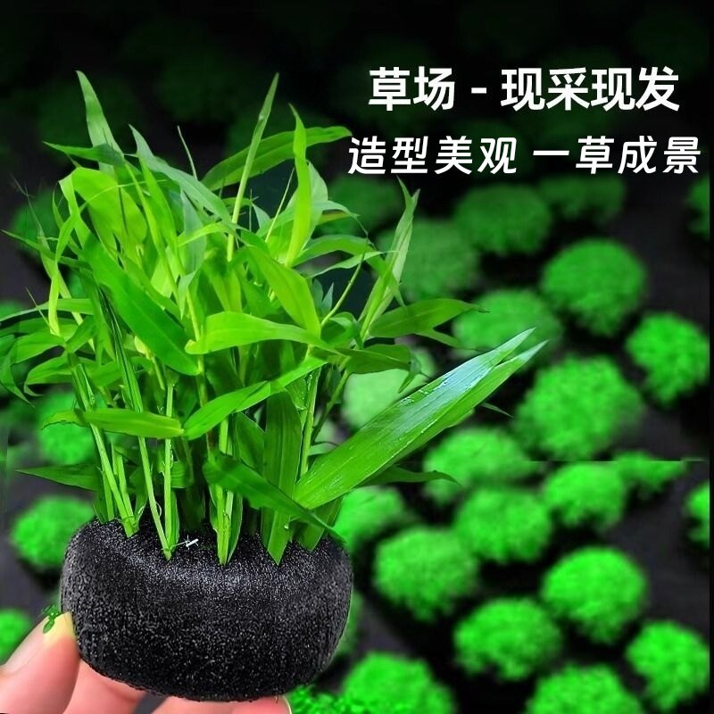 懒人鱼缸造景净水制氧水草植物