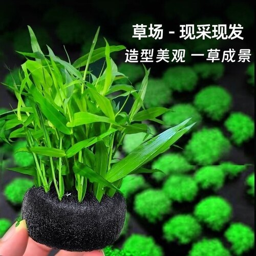 懒人鱼缸造景净水制氧水草植物