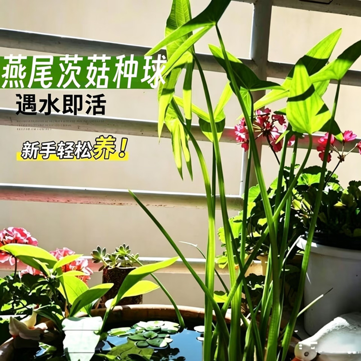 新手水草沼泽过滤净化水水生植物
