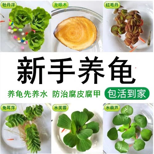 新手养龟养鱼水草水芙蓉肚兜萍