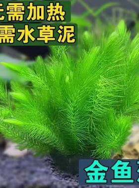 鱼缸造景金鱼藻后景草净水增氧