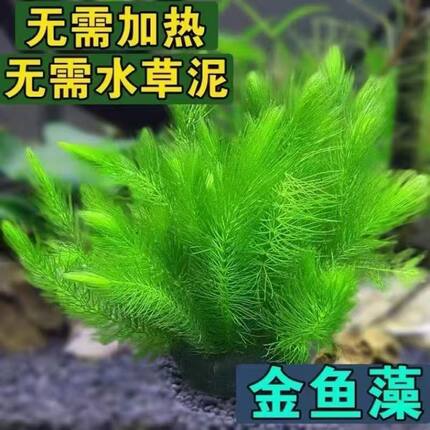 鱼缸造景装饰摆件水草金鱼藻坨草净化水质增氧淡水植物羽毛后景草