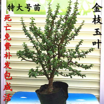绿植稀有品种玉树盆景多肉植物