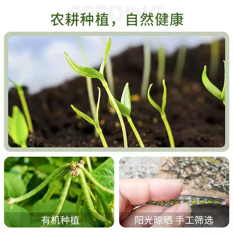 东北农家新鲜小绿豆易煮出沙农家解暑绿豆汤薄皮冰沙粗粮