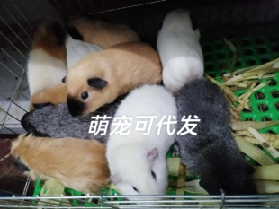 进口荷兰猪萌宠可爱豚鼠幼崽成年活体加州英短美泰迦一只一价包活