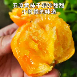 内蒙古五原县沙瓤大黄柿子新鲜黄色西红柿6斤超甜黄金籽大果番茄