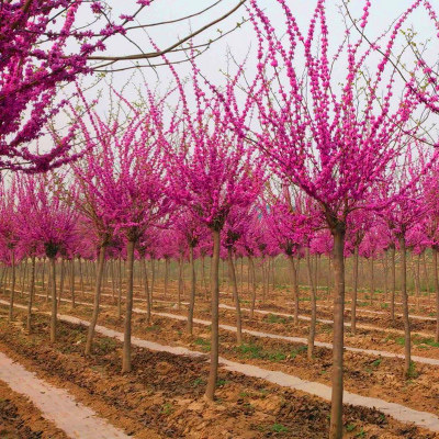 紫荆树苗紫荆花苗紫荆花树苗满条红紫荆花庭院绿化苗木耐旱风景树