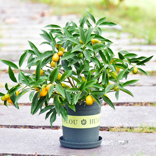 四季金桔树盆栽绿植盆景橘子桔子盆栽年桔陶瓷福盆送礼四季挂果