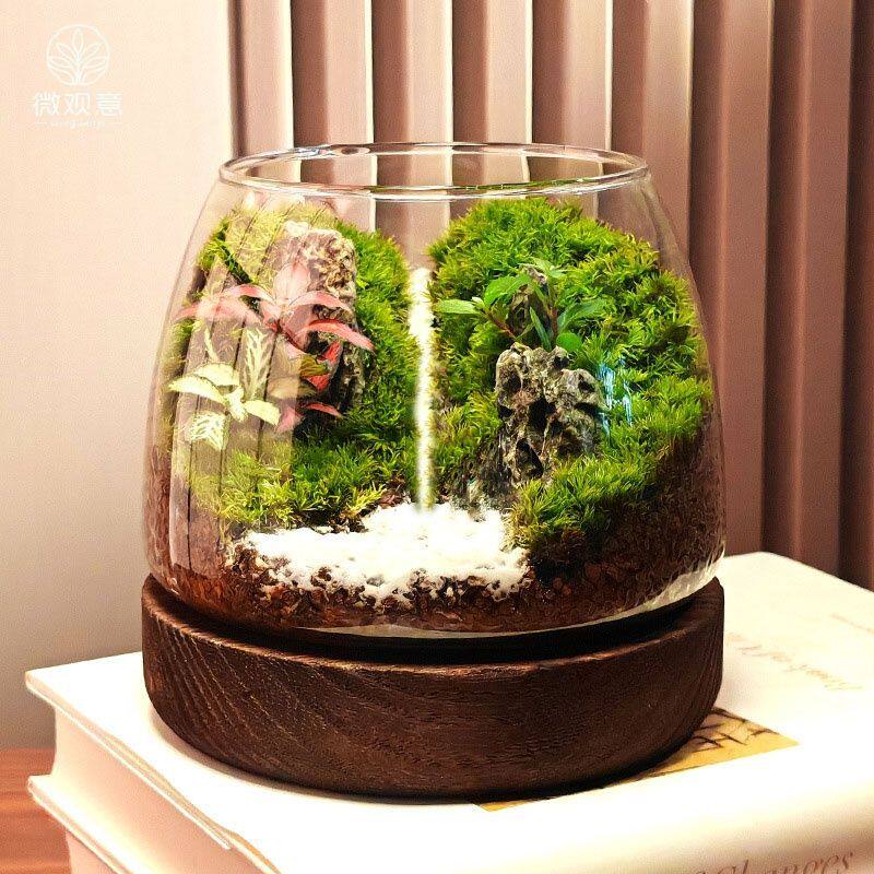 苔藓桌面景观生态创意造景摆件客厅植物新款懒人盆栽盆景办公室