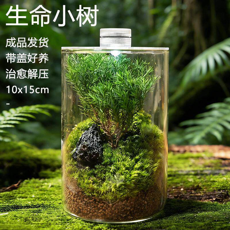 创意苔藓微景观好养直筒生命树