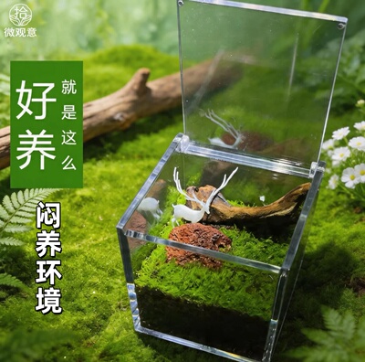桌面方形生态苔藓微景观盆栽