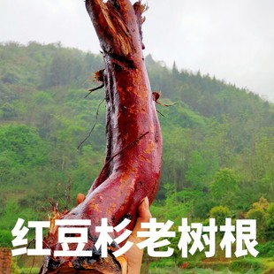 红豆杉老树根高海坝红豆杉含紫杉醇高泡酒原料大山野生中药材包邮