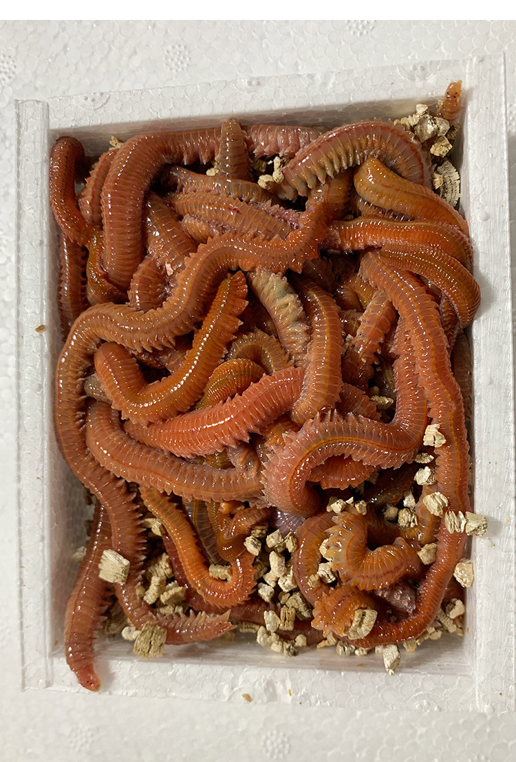 沙蚕青虫海蚯蚓蜈蚣蚂蝗饵料