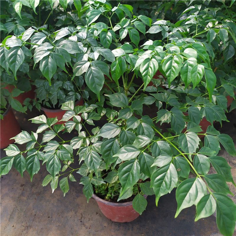 吸甲醛净化空气幸福树美观室内