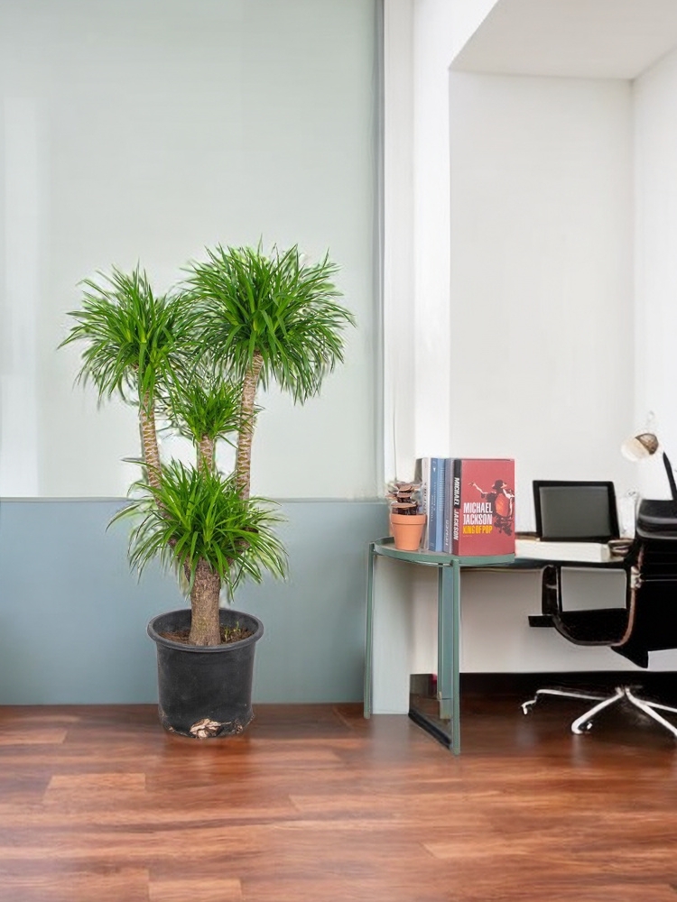 龙血树盆栽 室内客厅大型绿植 水培花卉龙铁树 庭院常绿盆景花卉