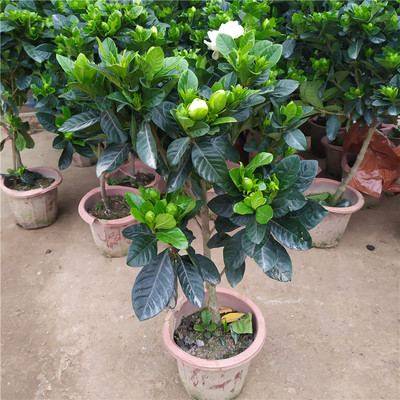 栀子花观花植物室内庭院阳台绿植盆栽窗台喜光植物