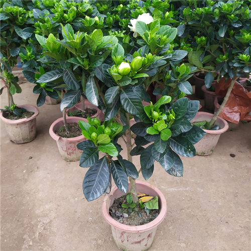 栀子花观花植物室内庭院阳台绿植盆栽窗台喜光植物