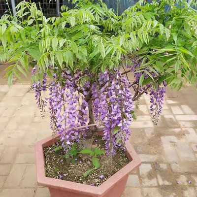 爬藤攀援公园盆景耐寒爬藤植物