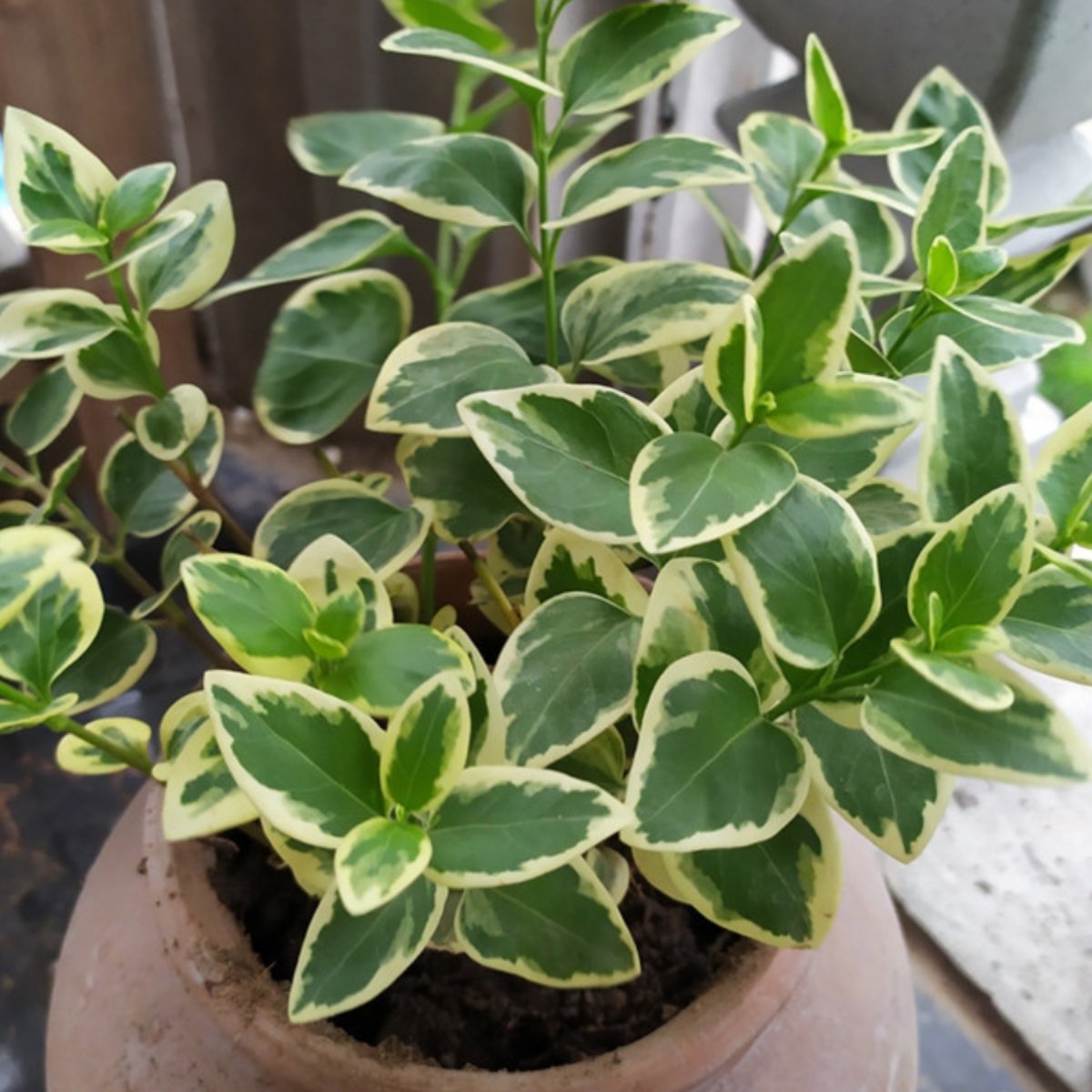 花叶蔓千叶吊兰吊竹梅油画婚礼紫露兰金边金心观叶室内绿植盆栽,鲜花速递/花卉仿真/绿植园艺,绿植,淘宝优惠券,粉丝福利购,淘宝优惠卷