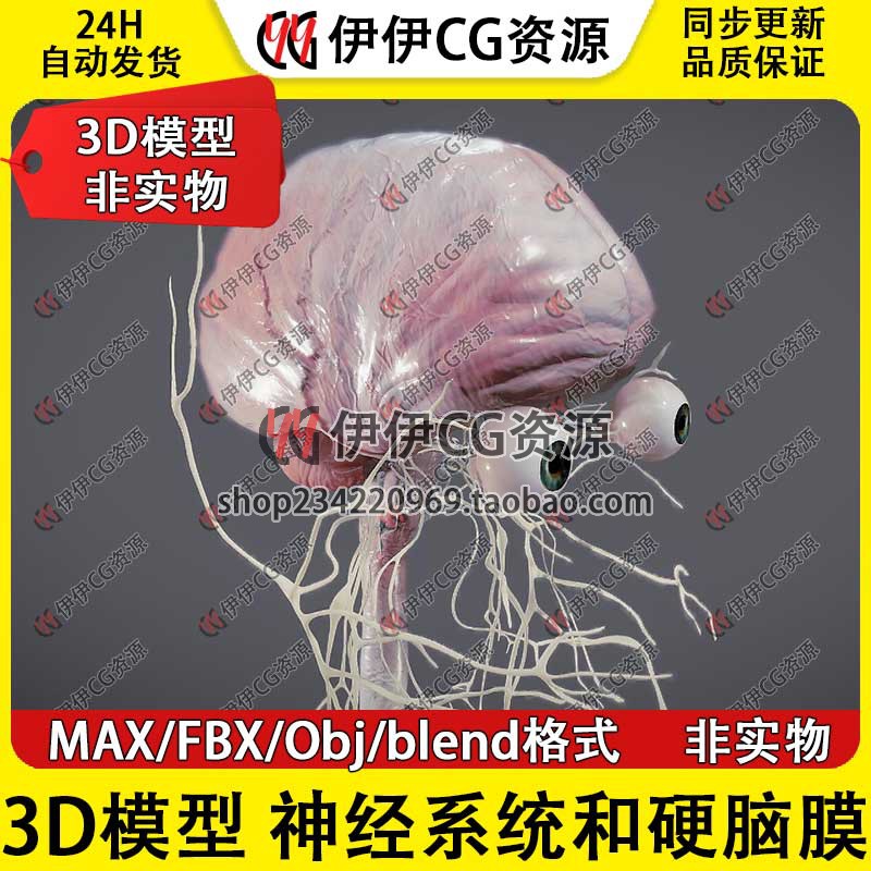 3D模型3Dmax医学模型Blend人体神经系统硬脑膜OBJ人脑解剖眼睛FBX