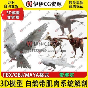 3D模型maya写实白鸽子鸟类绑定骨骼肌肉飞禽控制器动物turbosquid