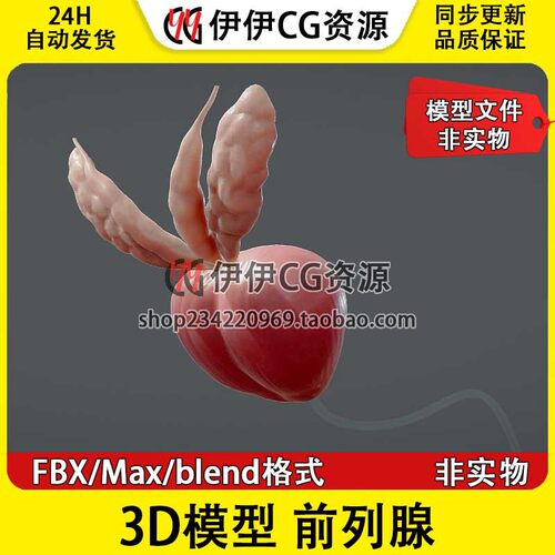 3D模型素材3Dmax文件医学模型前列腺解剖Prostate男性泌尿系统