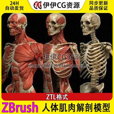 ZBrush三维人体肌肉骨骼3D模型雕刻高精细ZTL写实男性骷髅分离4R7