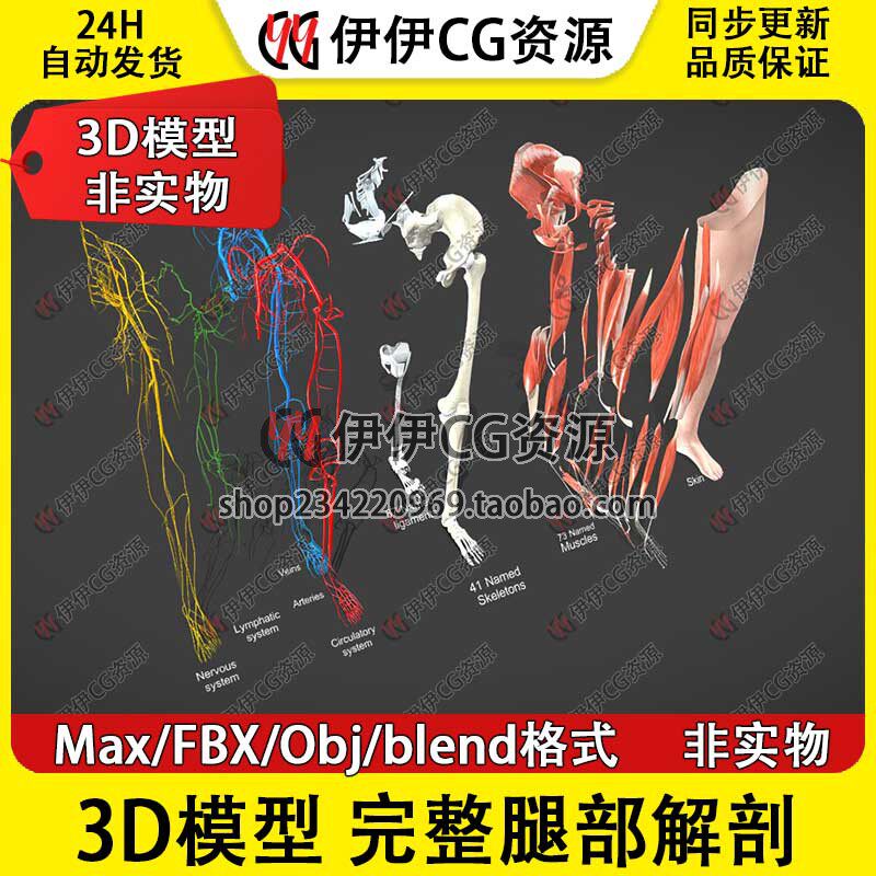 3D模型素材3Dmax医学人体腿部结构解剖大腿小腿肌肉骨骼经脉脚FBX