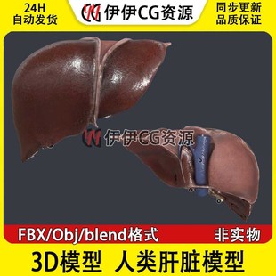 Blend PBR材质肝解剖脂肪肝 3D模型FBX医学模型 人类肝脏器官